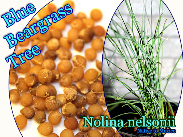 Nolina nelsonii(ノリナ・ネルソニー)種子 販売店