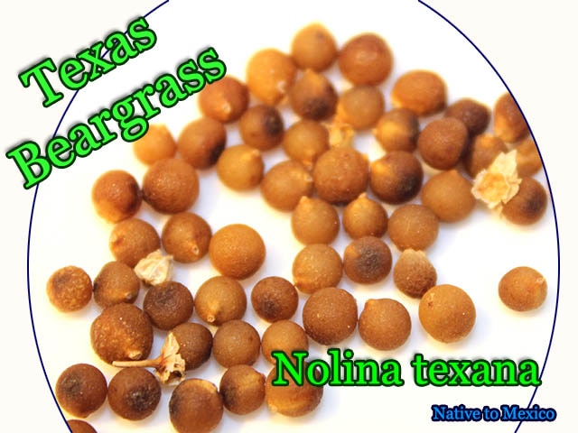 Nolina texana(�Υ�ʡ��ƥ�������)���