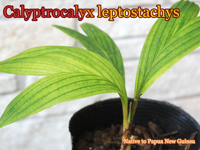 ����ץȥ����ꥯ������ץȥ�������(Calyptrocalyx leptostachys)��