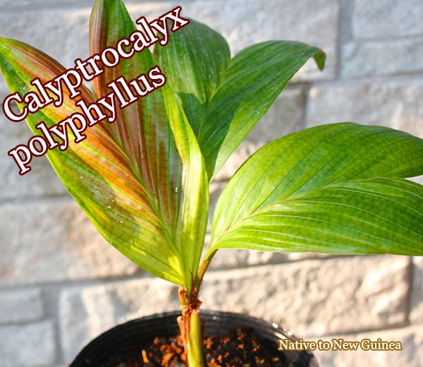 ����ץȥ����ꥯ�����ݥ�ե��륹(Calyptrocalyx polyphyllus)��