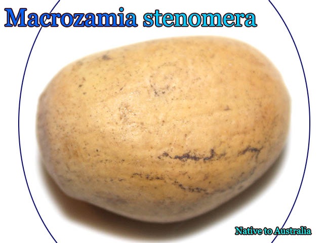 Macrozamia stenomera(マクロザミア・ステノメラ)種子 販売店