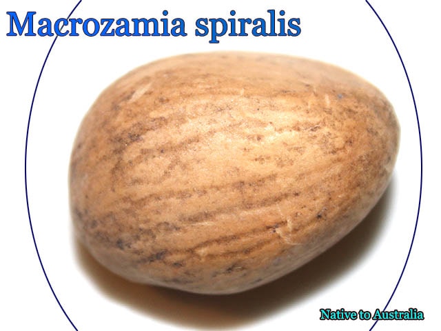 Macrozamia spiralis(�ޥ������ߥ������ԥ�ꥹ)���