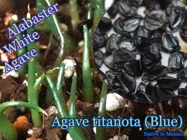 Agave tequilana(アガベ・テキラーナ)種子[お酒・アガベシロップの原料