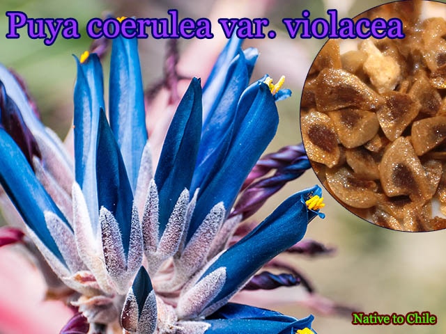 �ץ䡦���롼�쥢 �������饻��(Puya coerulea var. violacea)���[ͽ����]