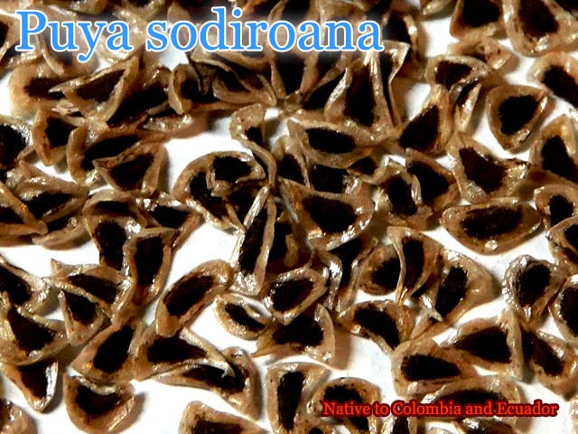 Puya sodiroana(�ץ䡦���ǥ�������)���