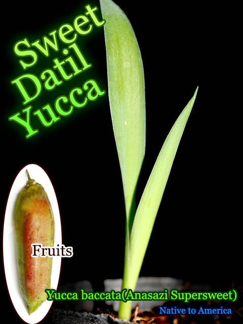 [�ե롼�ĥ�å�]���������� ���ƥ��� ��å�(Yucca baccata Anasazi Supersweet)����