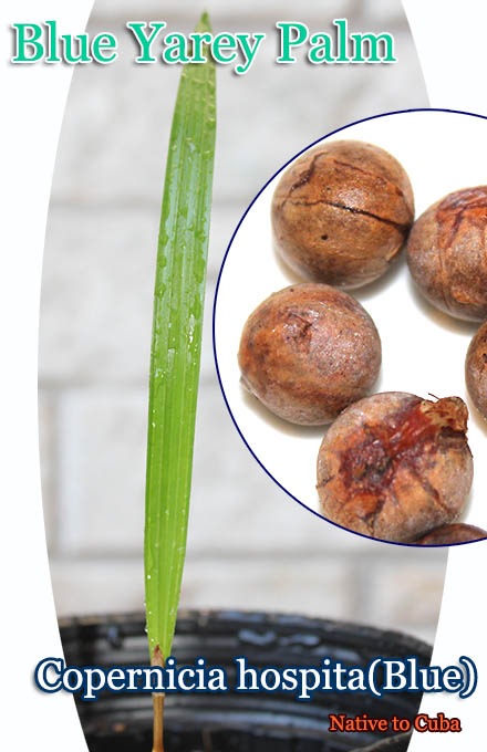 ֥롼쥤ѡ(Copernicia hospita Blue)[Ѵ䥷]