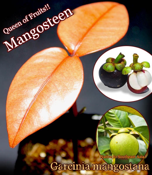 マンゴスチン(Garcinia mangostana)幼苗[果物の女王]
