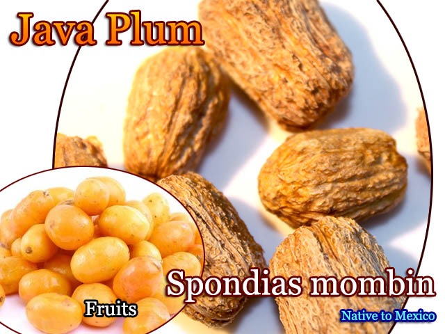 スポンディアス・モンビン(Spondias mombin)種子[熱帯果樹] 販売店