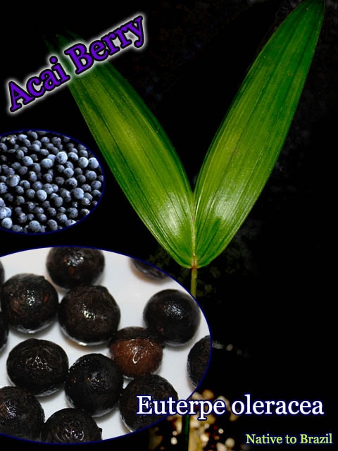 IK9様【熱帯植物】アサイーパーム アサイーパーム(Euterpe oleracea)種子 販売店