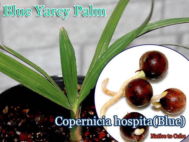 ブルーヤレイパーム(Copernicia hospita Blue)発根種子