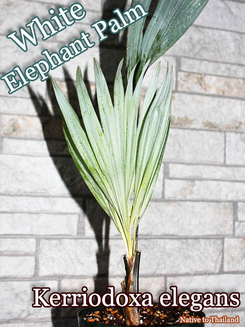 �ۥ磻�ȥ���ե���ȡ��ѡ���(Kerriodoxa elegans)��