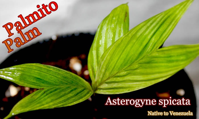 アステロギネ・スピカタ(Asterogyne spicata)苗[ヤシ抜き苗・予約商品]