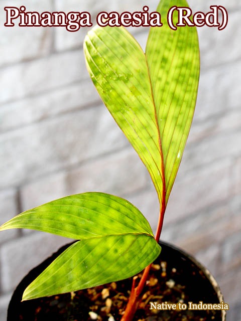 �ԥʥ󥬡���������(Pinanga caesia Red)��
