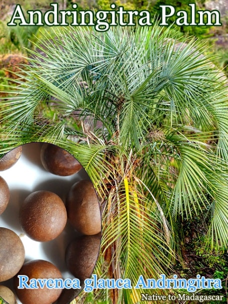 Ravenea glauca Andringitra(٥ͥ饦ɥ󥮥ȥ)[Ѵ䥷ɥ󥮥ȥѡ]