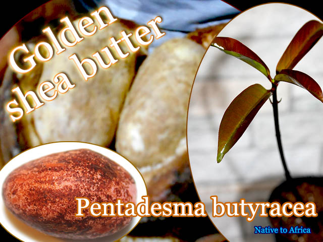pentadesma-butyracea