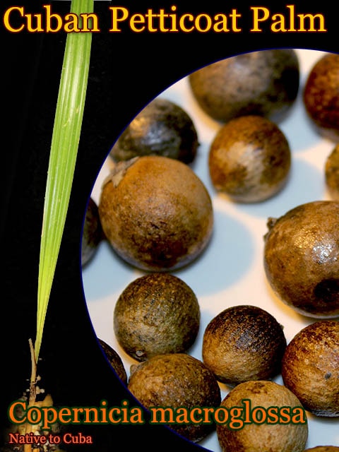 ���塼�С��ڥ������ȥѡ���(���ڥ�˥������ޥ��������å�)(Copernicia macroglossa)���[�Ѵ����䥷 ͽ�����]