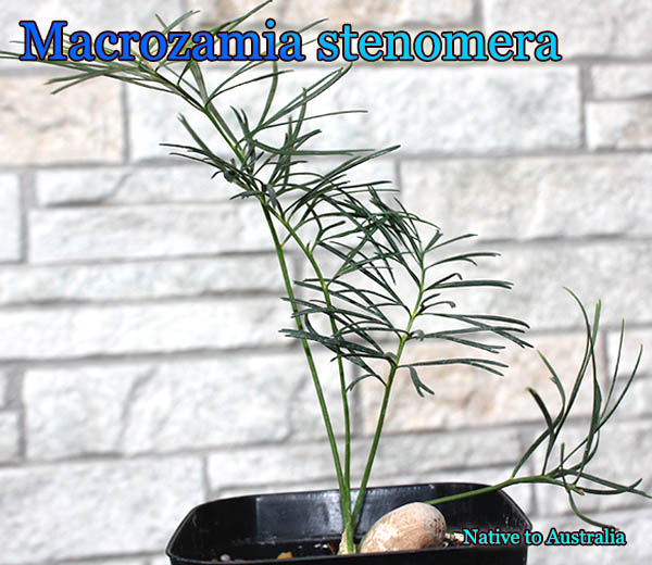 マクロザミア ステノメラ Macrozamia stenomera Macrozamia stenomera(マクロザミア・ステノメラ)苗 販売店