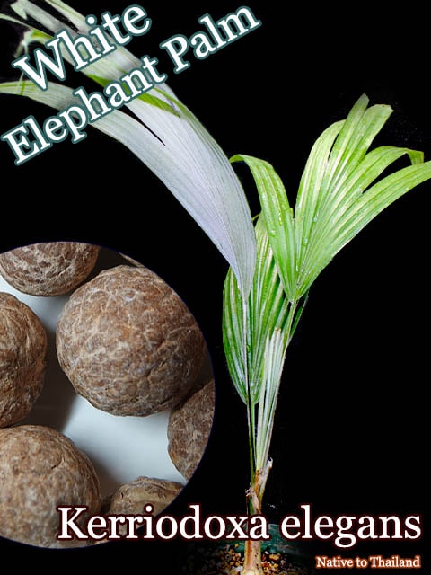 ホワイトエレファント・パーム(Kerriodoxa elegans)種子
