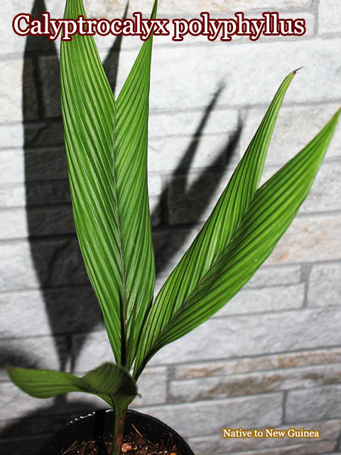 �����ƥ����͡��ޥ�ƥ�����(Asterogyne martiana)��