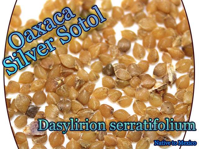 Dasylirion serratifolium(������ꥪ�� ����ƥ��ե��ꥦ��)���[ͽ����]