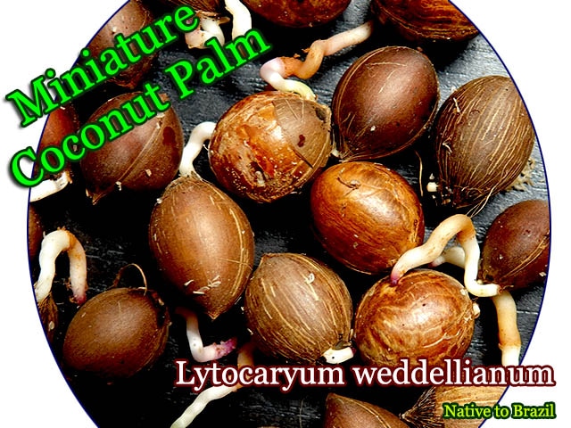 [ミニチュアココナッツパーム]リトカリウム・ウェデリアヌム(Lytocaryum weddellianum)種子