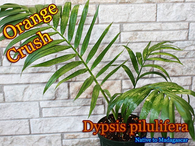 �ǥ��ץ������ԥ��ե���(Dypsis pilulifera)��