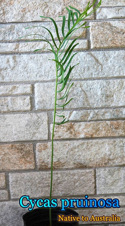 Cycas pruinosa(�����������ץ륤�Υ�)��