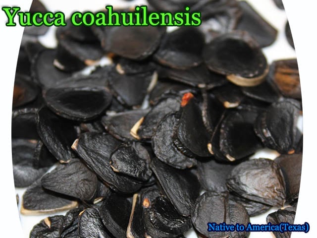 Yucca coahuilensis(ユッカ・コアウィレンシス)種子[耐寒性ユッカ種子]