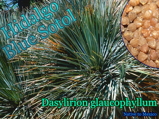 幹太　ダシリリオン グラウコフィラム ダシリリオン グラウコフィラム Dasylirion glaucophyllum