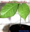Monodora tenuifolia(��Υɡ��顦�ƥ̥��ե��ꥢ)��[�Х�쥤���ʴ���Ǯ�Ӳ���]