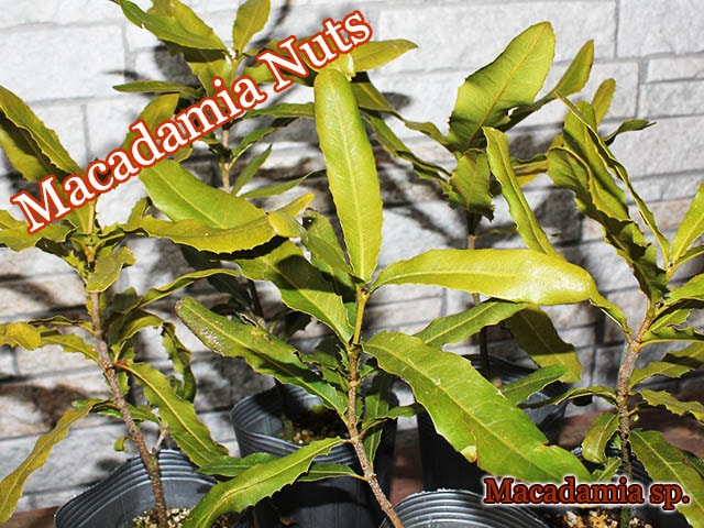 �ޥ����ߥ��ʥå���