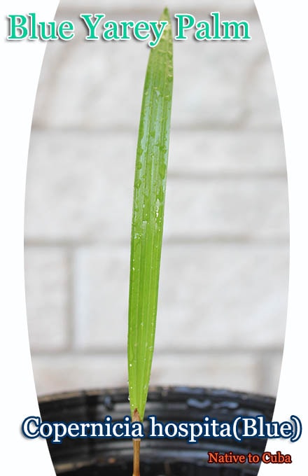 �֥롼��쥤�ѡ���(Copernicia hospita Blue)��