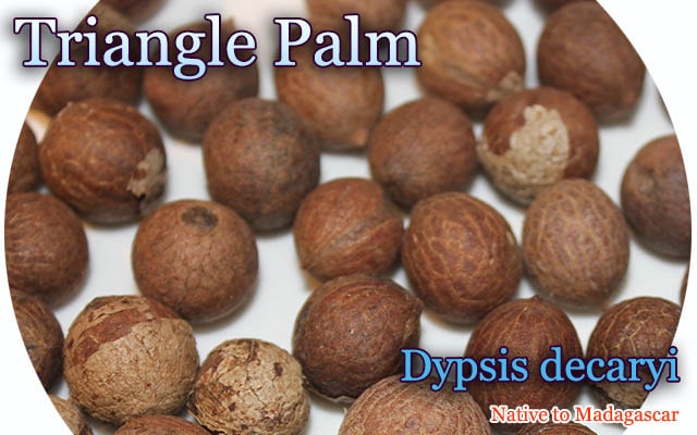 Dypsis decaryi(ディプシス・デカリー)種子