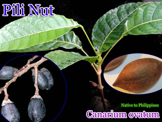 希少熱帯果樹]ピリナッツ(Canarium ovatum)種子 販売店