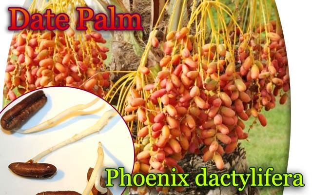 デーツパーム(Phoenix dactylifera)[ナツメヤシ・耐寒性食用ヤシ