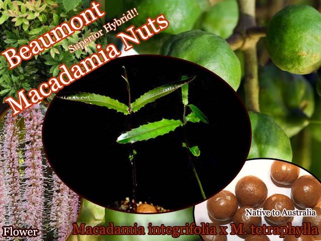 マカダミアナッツ 苗 - 植物と雑貨のセレクトショップ・石垣島