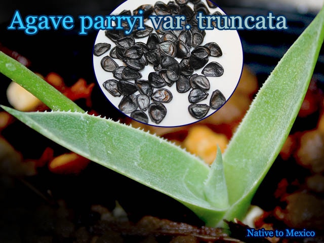 Agave tequilana(アガベ・テキラーナ)種子[お酒・アガベシロップの原料