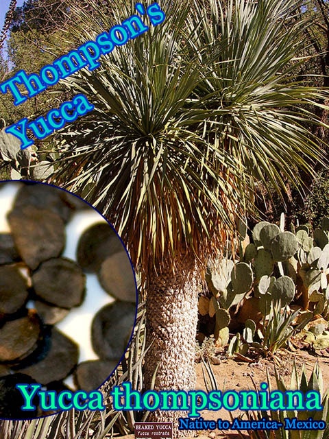Yucca thompsoniana(ユッカ・トンプソニアナ)[耐寒性ユッカ種子] 販売店