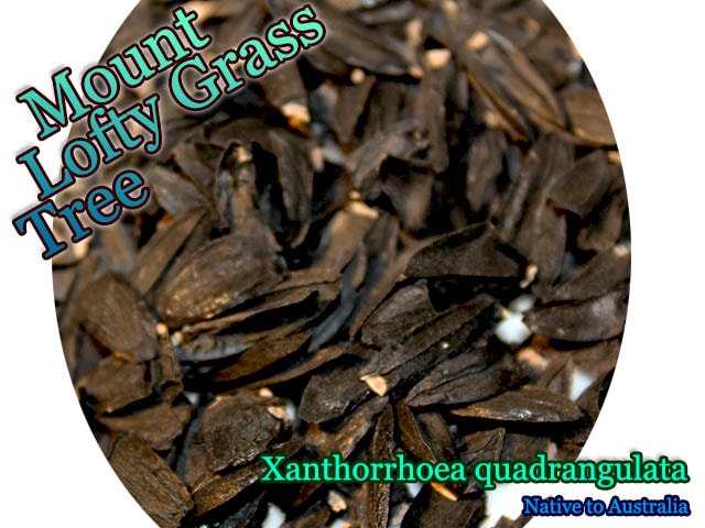 クサントロエア クアドラングラータ Xanthorrhoea quadrangulata