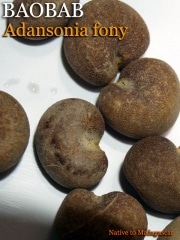 �����󥽥˥����եˡ�(Adansonia fony)[�Х��Хּ��]