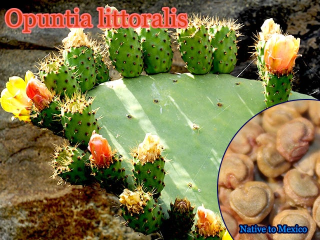 Opuntia littoralis(���ץ�ƥ�������åȥ�ꥹ)���[���������ڥ�]