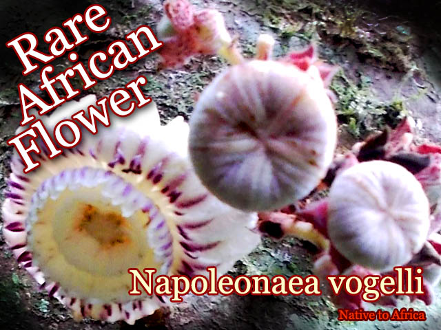 �ʥݥ쥪�ʥ������ܥ��꡼(Napoleonaea vogelli)���