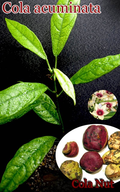 コーラ・アクミナータ(Cola acuminata)種子[コーラの木]