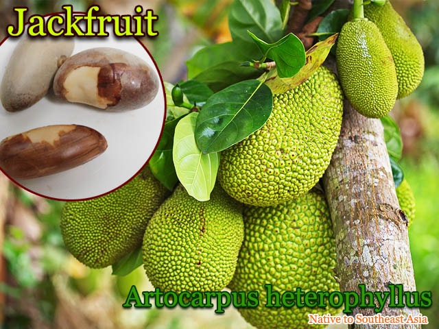 ����å��ե롼��(Artocarpus heterophyllus)���[�������礭����ʪ���ѥ�ߥ�]