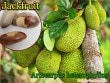 ����å��ե롼��(Artocarpus heterophyllus)���[�������礭����ʪ���ѥ�ߥ�]