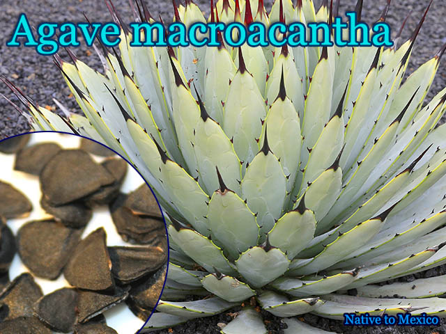 Agave Macroacantha アガベ マクロアカンサ アガベ種子 予約商品 販売店