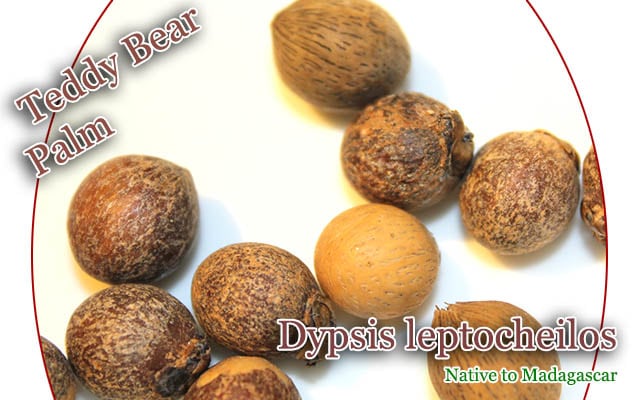 Dypsis leptocheilos(ディプシス・レプトチェイロス)種子[テディベアパーム]