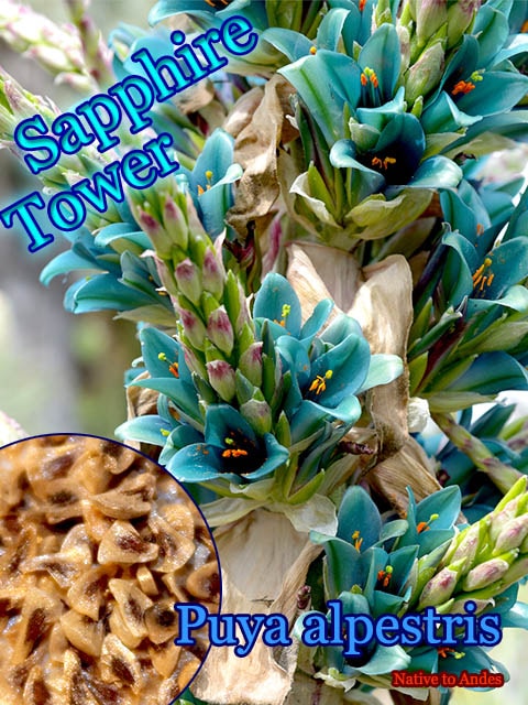 �ץ䡦����ڥ��ȥꥹ(Puya alpestris)���[���ե����������]
