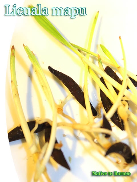 �ꥯ���� �ޥ�(Licuala mapu)���
